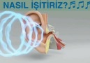 NASIL İŞİTİRİZİşitme oldukça karmaşık... - Doç. Dr. Fatih Çelenk