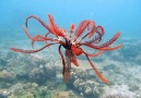 National Geographic Magazine - Mesmerizing Feather Stars Facebook