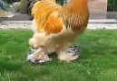 Natura Fanpage - Polli giganti!