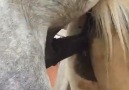 Natural Animals - Big Horse Mating Compilation 18 Facebook