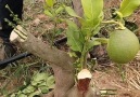 Natural World - Plant grafting Facebook