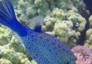 Natural World - Underwater World Facebook