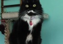 Naturee - This cat can rock a mustache better than men! Facebook