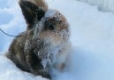 Naturee - This fluffy bunny looks so sweet! Facebook