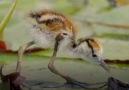 Nature PBS - Jacana Dad Rescues his Chicks from a Crocodile Facebook