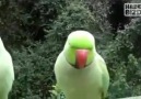 Ne Anlatıyo Bunlar Böyle -)