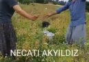 Necati Akyıldız - GÖNLÜM SANA DOYMUYOR