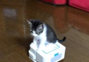 Need a smile Heres a kitty riding a Roomba!