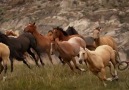 Nefes Kesen Manzaralar   ( Kanada )