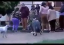 Ne guldüm şu videoya