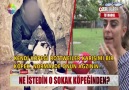 Ne istedin o sokak köpeğinden