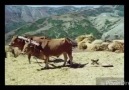 NE KADERİM VAR NE TALİHİM VAR