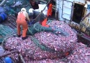 Nelayan-nelayan mendapat tangkapan yang lumayan