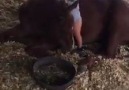 Nevada & Sugar! Credits to Tinker Turner Performance Horses