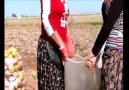 Nevşehir 50 - Patates icin cekilen bi klip daha