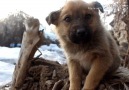 Nevşehir Sokak Hayvanları - Bir sokak köpeği konuşabilseydi eğer...