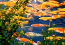 New Action Movies 2019 - Beautiful & Colorful KOI Fish! Facebook