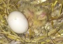 New arrival to day another to hatch hopefully