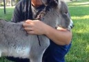 New Born Donkey Love