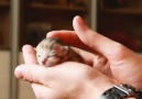 Newborn Kitty!!!