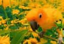 New Cinema 2019 - Awesome Garden of Birds & Flower! Facebook