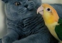 New Cinema 2019 - Cute Kitty & Parrot Get Along Very Well !!! Facebook