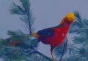 New Cinema 2019 - Really Gorgeous Birds! Facebook