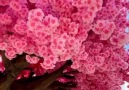 New Cinema 2019 - Wao! Such a Gorgeous Pink Flower Tree! Facebook