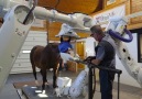 New CT Scanner Designed Specifically For Horses