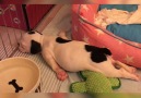 Newsner Deutsch - Tiere beim Einschlafen zu sehen ist so sü Facebook