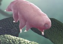 New species of tardigrade worlds toughest animal has been discovered in Japan.