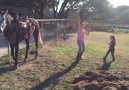 New Zealand Horse dances with kids.