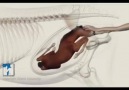 Nice animation of a mare giving birth