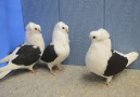 ****** Nice Group of Old German Owl Pigeons