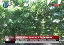 Niğde Adım Tv - Niğdenin dünyaca ünlü kirazı Ulukışladan Avrupa ve Asya ülkelerine ihracat ediliyor.