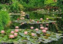 Nilüferler Lotus