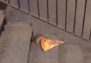 Ninja Kaplumbağalara Pizza Götürmeye Çalışan Splinter Usta