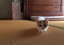 Ninja kitty!