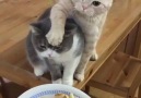 No Let me tastes first!Credit instagram.comdooboocat