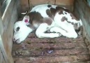 No Mercy - Calf Farm Cruelty Exposed