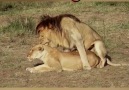 Non-human Animals - Lions mating in Serengeti and Masai Mara2 Facebook