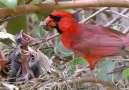 Northern cardinal Family