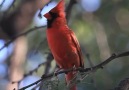 Northern Cardinal. &quotSing about the good... - Nature&Rich Palette