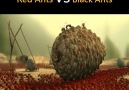 Nostalgia - Red Ants vs Black Ants Facebook