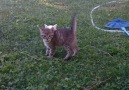 Nothing says Easter like a kitten and a rabbit playing chase