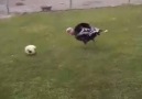 Nothing to see here just a Turkey playing football... on Thanksgiving! COPA90