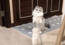 Now pupper watch me dance!