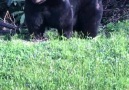 Now thats a big bear. Highlands NC