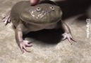Now thats a loud ribbit (Sound on)