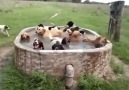 Now thats what I call a pool party!